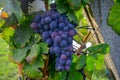 Juicy ripe close-up of a red grape bunch, green vine leaves at a sunny fall day in Italy