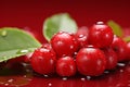 Juicy and ripe cranberry fruit isolated on a vibrant red background for culinary and design projects