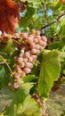 Juicy ripe grape bunch is hanging on vine between red leaf and green leaf of grapevine. Huge bunch of round rosy berries. Royalty Free Stock Photo