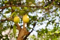 Juicy ripe lemons grow on a tree branch