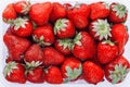 Juicy, ripe natural red strawberries without GMO. Strawberry - full frame. Close-up Royalty Free Stock Photo