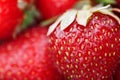 Juicy, ripe natural red strawberries without GMO. Strawberry - full frame. Close-up Royalty Free Stock Photo