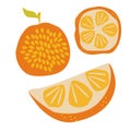 Juicy ripe orange  half and whole delicious fruit with seeds. Design for textiles  labels  posters. Vector hand draw illustration Royalty Free Stock Photo