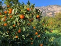 Juicy ripe orange oranges grow on a tree Royalty Free Stock Photo