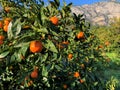 Juicy ripe orange oranges grow on a tree Royalty Free Stock Photo