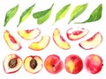 Juicy ripe peaches . Sliced fruits isolated on white background. Summer healthy food drawing.Hand-drawn watercolor Royalty Free Stock Photo