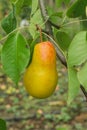 Juicy ripe pears on a green branch. Red and green fruits on a small tree Royalty Free Stock Photo