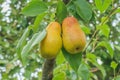 Juicy ripe pears on a green branch. Red and green fruits on a small tree