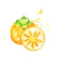 Juicy ripe persimmon fruit watercolor hand painting vector Illustration Royalty Free Stock Photo