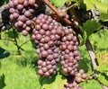 Juicy ripe Pinot Gris grapes hanging on vine under the sunlight Royalty Free Stock Photo