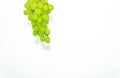 Juicy and ripe pitted grapes hanging on a branch on a white background Royalty Free Stock Photo