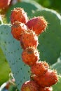 Juicy ripe prickly pear fruit. Prickly Pear Cactus Fruit. Royalty Free Stock Photo