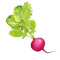 Juicy ripe radish with leaves, watercolor illustration , card, design element