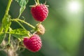 Juicy ripe raspberry growing in the sunny garden