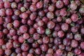 Juicy ripe red berries of a gooseberry. Gooseberry harvest. Berry background