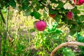 Juicy ripe red and burgundy apples are hanging on a branch of an apple tree ready for harvesting. Below in the frame Royalty Free Stock Photo