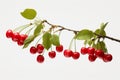 Juicy ripe red cherry branch isolated on white background - fresh fruit for sale Royalty Free Stock Photo