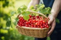 Juicy ripe red currant with leaves lies in a wicker vintage basket in the hands of a man on the background of green Royalty Free Stock Photo