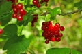 Juicy ripe red currant