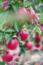 Juicy ripe delicious apples on a tree at the orchard Royalty Free Stock Photo