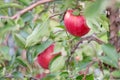 Juicy ripe delicious apples on a tree at the orchard Royalty Free Stock Photo