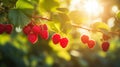 Juicy ripe red raspberries on branch in bright sunlight, perfect for garden produce design Royalty Free Stock Photo