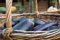 Juicy and ripe seasonal vegetables. Blue and purple eggplants in a wicker basket made from vine, after harvesting in summer and au Royalty Free Stock Photo