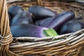 Juicy and ripe seasonal vegetables. Blue and purple eggplants in a wicker basket made from vine, after harvesting in summer and au Royalty Free Stock Photo