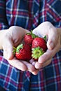 Natural strawberries directly from the garden beds