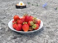 Juicy ripe strawberries on a white plate against the gray concrete. Chamomile on a Board in the background Royalty Free Stock Photo