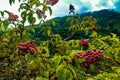 Juicy ripe wild blackberry tree.