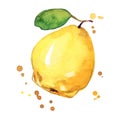 Juicy ripe yellow quince watercolor ilustration