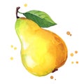 Juicy ripe yellow sweet pear watercolor ilustration Royalty Free Stock Photo