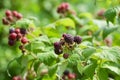 Juicy ripening berries of loganberry. Raspberry and Blackberry Hybrid