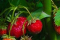 Juicy round red strawberries on a garden bed among green leaves in clear sunny weather under an open sky
