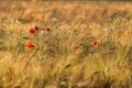 Meadow with Papaver rhoeas in the glow of the summer setting sun