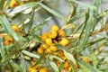 Juicy sea buckthorn berries Elaeagnaceae Hippophae in the garden