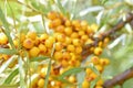 Juicy sea buckthorn berries Elaeagnaceae Hippophae in the garden