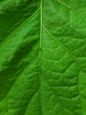 Juicy spring green leaf with veins Royalty Free Stock Photo