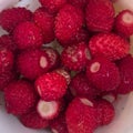 Juicy strawberries collected in a meadow