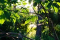 Summer green foliage of trees in the backlight of the setting sun. Beautiful natural background Royalty Free Stock Photo