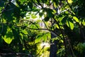 Summer green foliage of trees in the backlight of the setting sun. Beautiful natural background Royalty Free Stock Photo