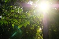 Summer green foliage of trees in the backlight of the setting sun. Beautiful natural background Royalty Free Stock Photo
