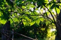 Summer green foliage of trees in the backlight of the setting sun. Beautiful natural background Royalty Free Stock Photo