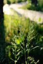 Summer green grass in the backlight of the setting sun. Beautiful natural background Royalty Free Stock Photo