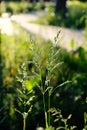 Summer green grass in the backlight of the setting sun. Beautiful natural background Royalty Free Stock Photo