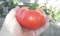Juicy summer tomato harvest