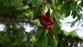 Juicy and sweet cherries ripened in the garden Royalty Free Stock Photo