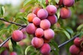 Juicy sweet plums on branch in garden farm tree in sunset light