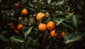 Juicy tangerine hanging from ripe orange tree in vibrant orchard generated by AI